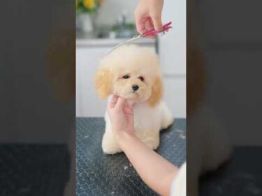 小さな可愛すぎるトイプーの子犬をトリミングしたら・・・✂️
