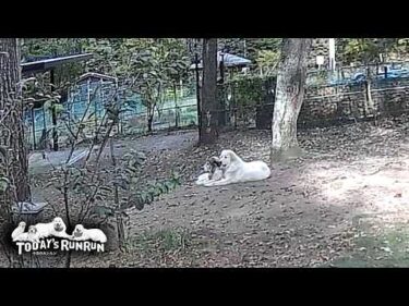 お昼寝も番犬もワンプロも…いつもベルと一緒が良いリリーです　Great Pyrenees　グレートピレニーズ