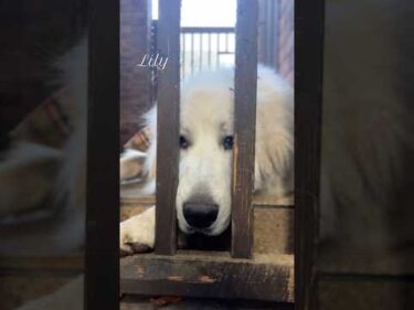 Lily リリー #greatpyrenees #todaysrunrun #グレートピレニーズ #今日のルンルン