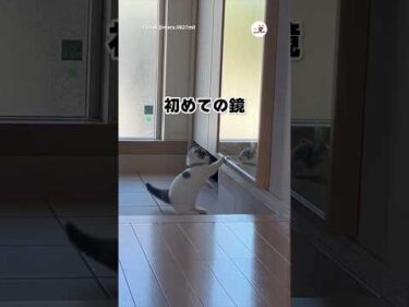 初めて鏡で自分を見た子猫｜PECO