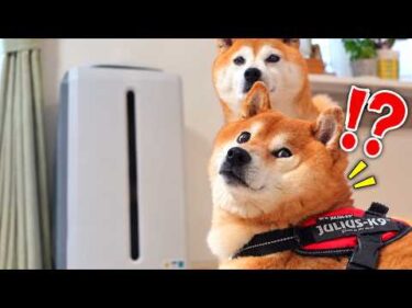柴犬のお祝いのはずが、とんでもないことに。。