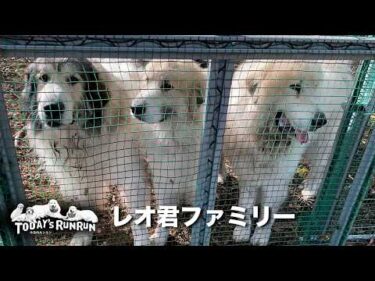 少しビビったけど…同胎犬のレオ君ファミリーと楽しく遊んだベルとリリーです　Great Pyrenees　グレートピレニーズ