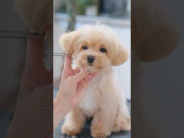 こんなに大変身しちゃいました！マルプー子犬の初トリミング✂️