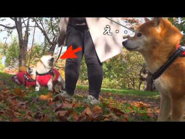 実家の柴犬と散歩へ‥収拾がつかなくなる事態に。