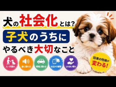犬の社会化とは？子犬のうちにやるべき大切なこと【社会化期を逃さないで】【見やすく改良】
