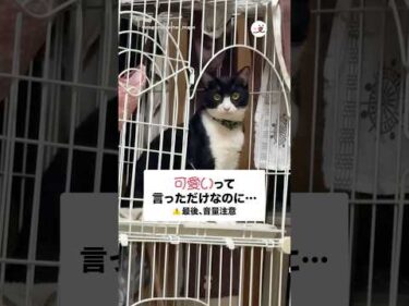 可愛いって言っただけなのに…｜PECO