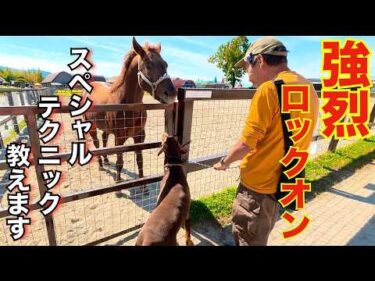 【強烈】ドーベルマンのロックオン！　ワールド牧場究極のセッション