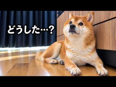 柴犬に謝らなければならないことが起きました。