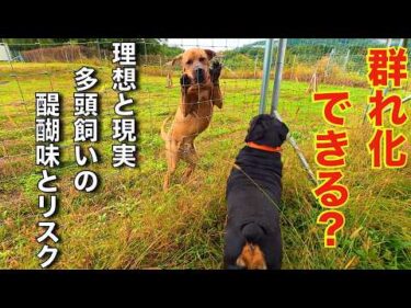 【多頭飼い】気をつけて欲しい事・権蔵とカツオの群れ化計画！