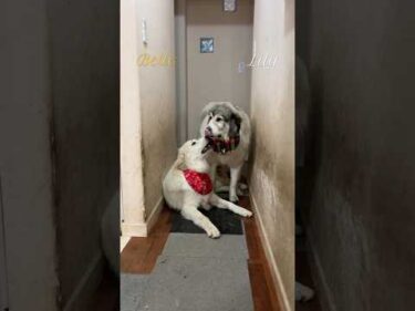 Belle Lily #greatpyrenees #todaysrunrun #グレートピレニーズ #今日のルンルン