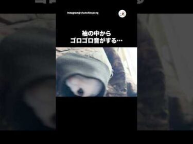 なんでそんなとこにいるの！？｜PECO