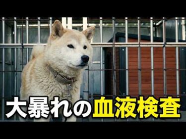 【触れない噛む柴犬】金さん血液検査行って来ました
