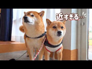 病院帰りの妹が心配で、距離感がおかしくなった柴犬。