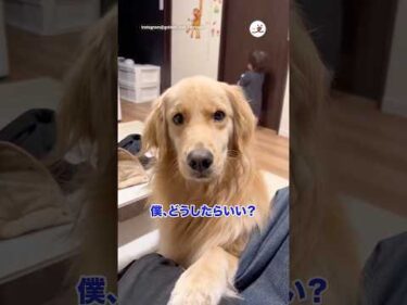子供が泣いちゃって戸惑う愛犬｜PECO