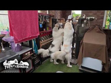 お客さんを大興奮でお迎えしたベルとリリーです　Great Pyrenees　グレートピレニーズ