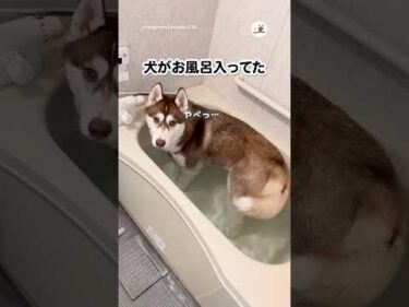 お風呂入ってるところ見つかって気まずい｜PECO