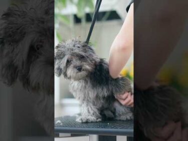 【動画全編は⬇️】ファーストトリミング、どんどん眠くなっちゃう子犬