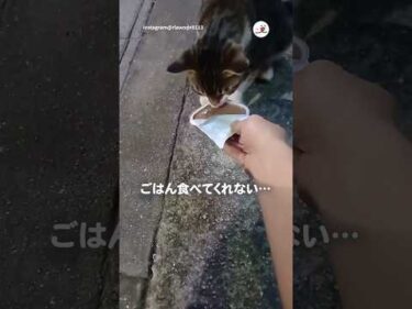 野良猫がご飯を食べなかった理由｜PECO