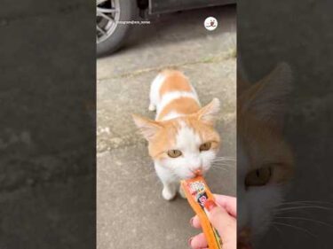ノールック猫パンチされました｜PECO
