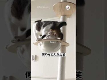 何してんのよ笑｜PECO