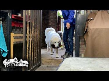 お父さんの指示に従いお散歩の順番をちゃんと待てるリリーです　Great Pyrenees　グレートピレニーズ