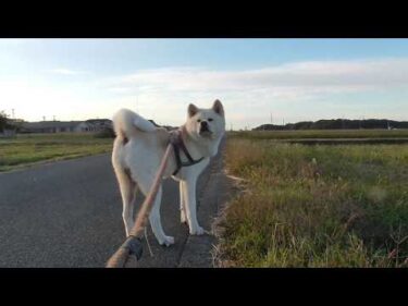 【秋田犬ゆうき】大型犬が来たけど相手が頑張って吠えないでいるようなのでこちらも吠えない【akita dog】