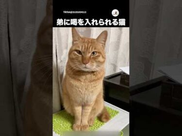 強くなるという誓い｜PECO