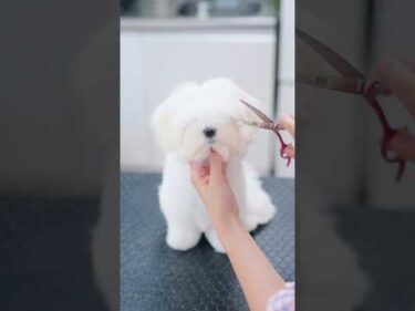 可愛すぎる子犬がクマさんに大変身しちゃいました・・・！🧸