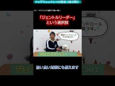 【拾い食いの話⑤】犬の拾い食い対策に！ジェントルリーダーって知ってる？【犬のしつけ】