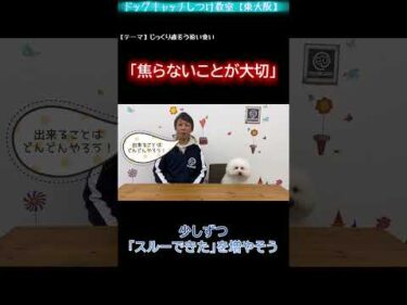 【拾い食いの話⑥】拾い食いは焦らないで！「スルーできた」を少しずつ増やそう【犬のしつけ】