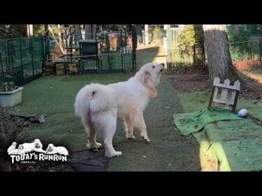 ここにいるよ！遠吠えで散歩中のお父さんとベルに呼びかけるリリーです　Great Pyrenees　グレートピレニーズ