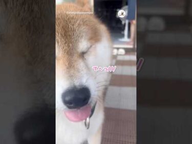 かわいい攻撃｜PECO