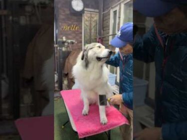 Belle ベル #greatpyrenees #todaysrunrun #グレートピレニーズ #今日のルンルン