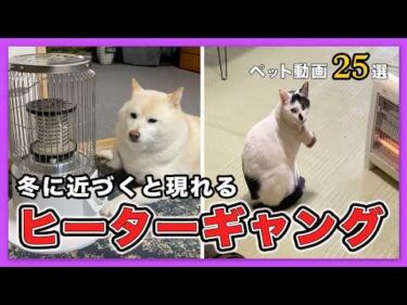 【今日、冷え切った人へ】暖房に群がる”ヒーターギャング”が愛おしすぎる24選｜PECO