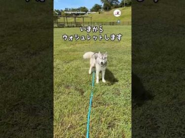 スプリンクラーの使い方｜PECO