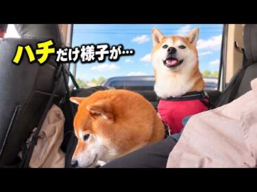 北海道から帰ってきた柴犬に思わぬ出来事が…