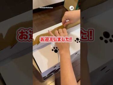 お迎えして箱を開けたら…｜PECO
