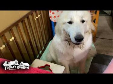 気づくと汚れていて1日に何度も綺麗にしてもらうリリーです　Great Pyrenees　グレートピレニーズ