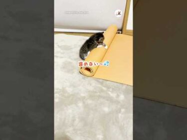 🐱進めない〜｜PECO