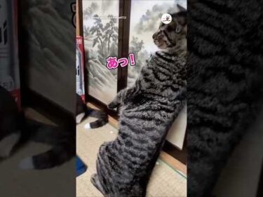 倒れ方が可愛すぎる｜PECO