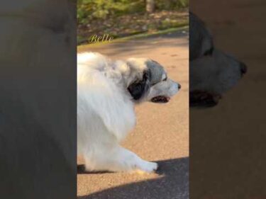 Belle ベル #greatpyrenees #todaysrunrun #グレートピレニーズ #今日のルンルン