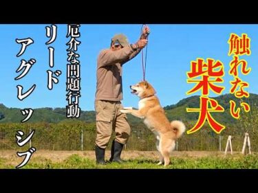 【触れない柴犬】金さんリードアグレッシブの問題を抱えてました