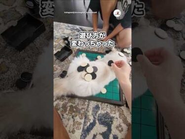 愛猫が乱入してきて…｜PECO