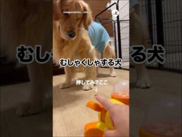 おやつの出し方が難しい｜PECO