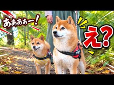 山を散歩中、突然の悲鳴に柴犬の表情が変わりました。
