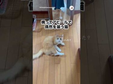 構ってアピールが大胆｜PECO