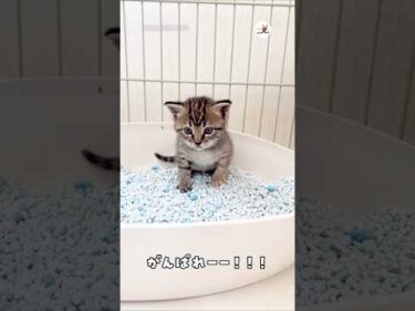 保護子猫のトイレデビュー｜PECO