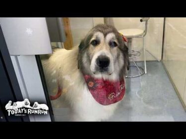 真っ白になり大きなリボンを着けてもらったベルです　Great Pyrenees　グレートピレニーズ
