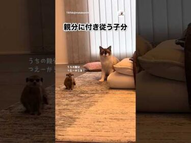 ミーアキャットが猫を慕っている｜PECO