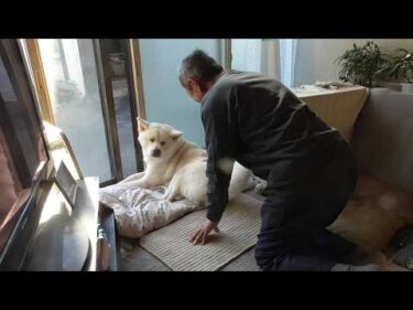 【秋田犬ゆうき】寒くなって来たころのぽかぽかして暖かい窓辺は犬も人間も幸せな場所となる【akita dog】